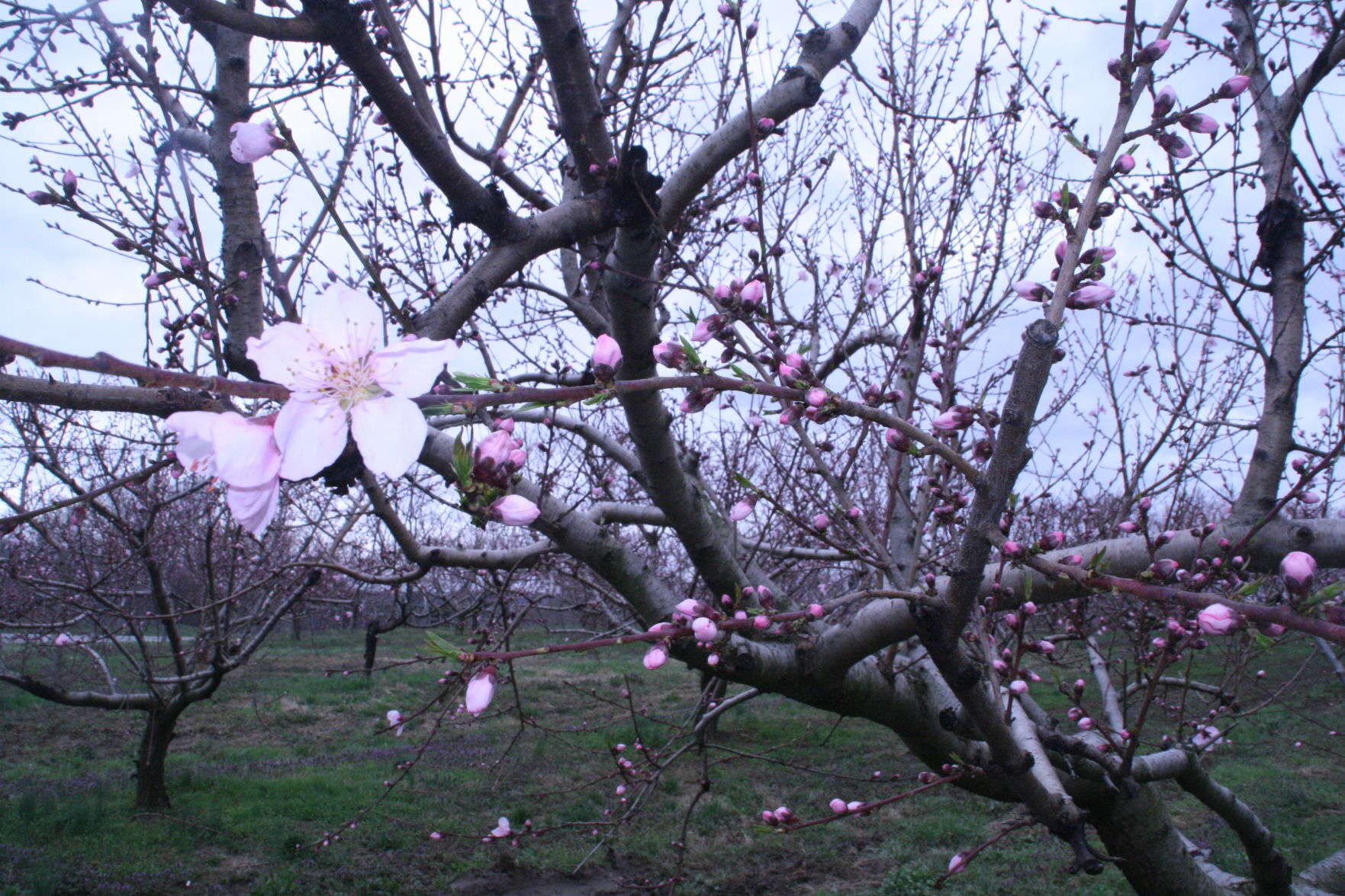 Ready to blossom forth